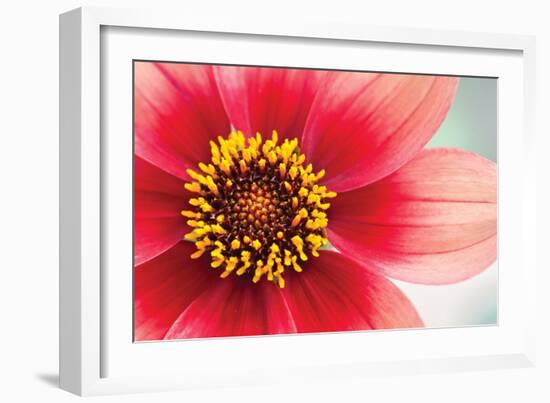 Starburst IV-Dana Styber-Framed Photographic Print