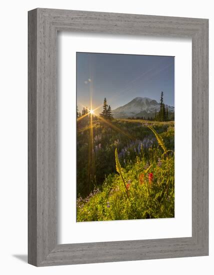 Starburst Setting Sun, Subalpine Wildflowers and Mt. Rainier at Mazama Ridge, Paradise Area-Gary Luhm-Framed Photographic Print