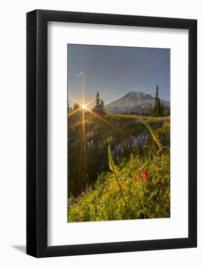 Starburst Setting Sun, Subalpine Wildflowers and Mt. Rainier at Mazama Ridge, Paradise Area-Gary Luhm-Framed Photographic Print