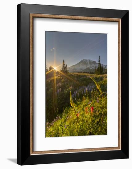 Starburst Setting Sun, Subalpine Wildflowers and Mt. Rainier at Mazama Ridge, Paradise Area-Gary Luhm-Framed Photographic Print