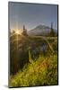 Starburst Setting Sun, Subalpine Wildflowers and Mt. Rainier at Mazama Ridge, Paradise Area-Gary Luhm-Mounted Photographic Print