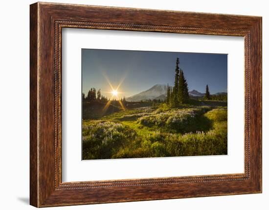 Starburst Setting Sun, Subalpine Wildflowers and Mt. Rainier at Mazama Ridge, Paradise Area-Gary Luhm-Framed Photographic Print