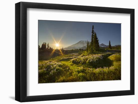 Starburst Setting Sun, Subalpine Wildflowers and Mt. Rainier at Mazama Ridge, Paradise Area-Gary Luhm-Framed Photographic Print