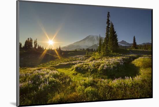 Starburst Setting Sun, Subalpine Wildflowers and Mt. Rainier at Mazama Ridge, Paradise Area-Gary Luhm-Mounted Photographic Print