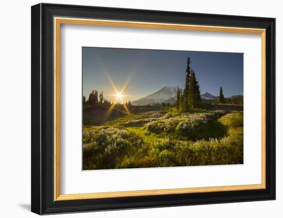 Starburst Setting Sun, Subalpine Wildflowers and Mt. Rainier at Mazama Ridge, Paradise Area-Gary Luhm-Framed Photographic Print