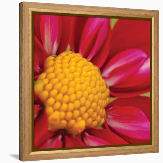 Starburst Square II-Dana Styber-Framed Premier Image Canvas