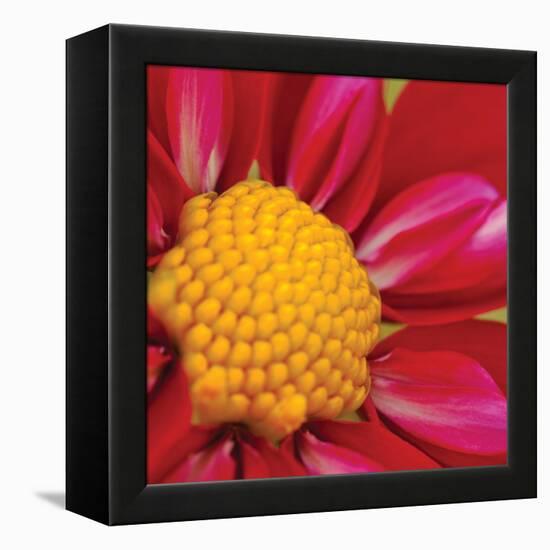 Starburst Square II-Dana Styber-Framed Premier Image Canvas