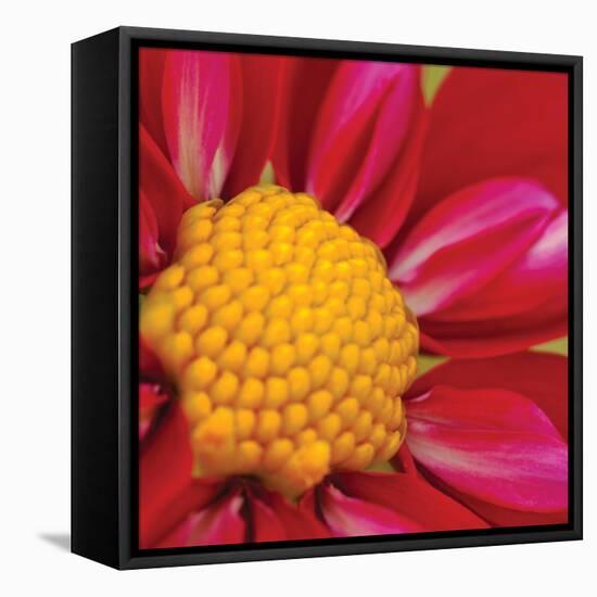 Starburst Square II-Dana Styber-Framed Premier Image Canvas