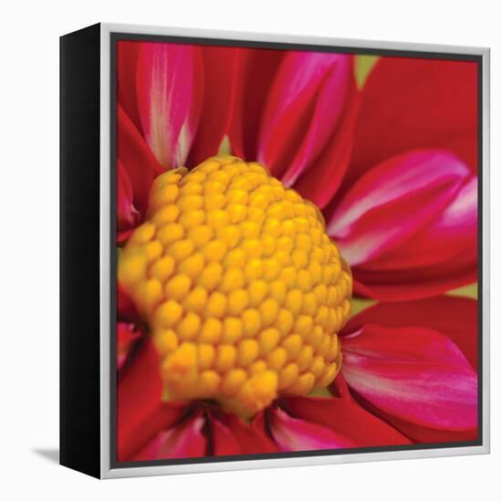 Starburst Square II-Dana Styber-Framed Premier Image Canvas