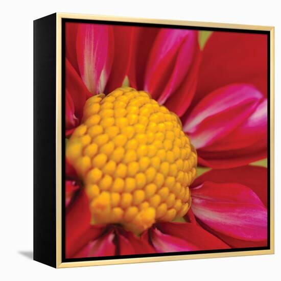 Starburst Square II-Dana Styber-Framed Premier Image Canvas