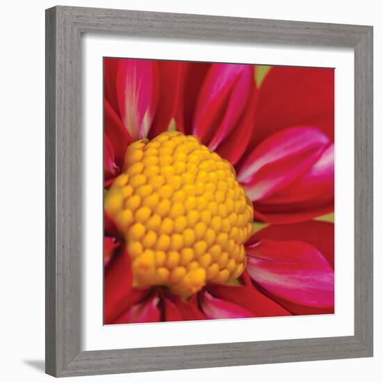 Starburst Square II-Dana Styber-Framed Photographic Print