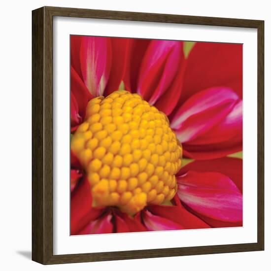 Starburst Square II-Dana Styber-Framed Photographic Print