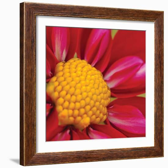 Starburst Square II-Dana Styber-Framed Photographic Print