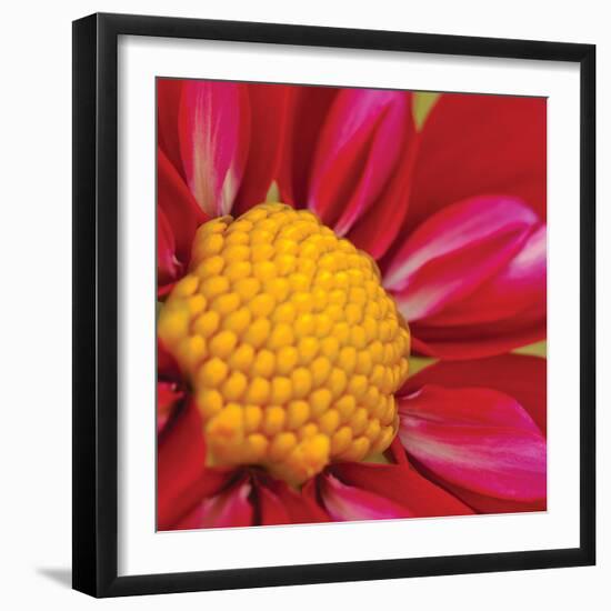 Starburst Square II-Dana Styber-Framed Photographic Print