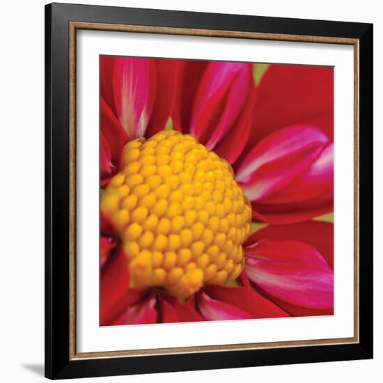 Starburst Square II-Dana Styber-Framed Photographic Print