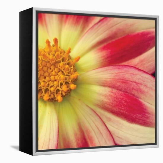 Starburst Square III-Dana Styber-Framed Premier Image Canvas