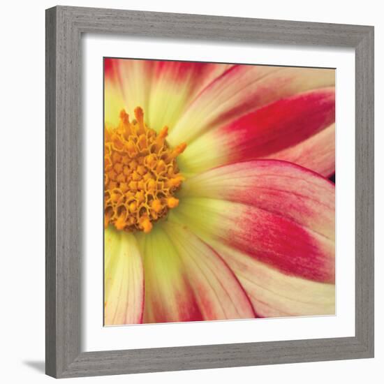 Starburst Square III-Dana Styber-Framed Photographic Print