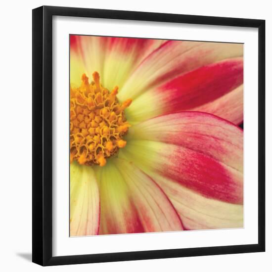 Starburst Square III-Dana Styber-Framed Photographic Print