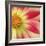 Starburst Square III-Dana Styber-Framed Photographic Print