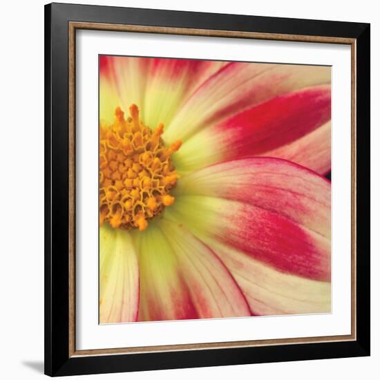 Starburst Square III-Dana Styber-Framed Photographic Print