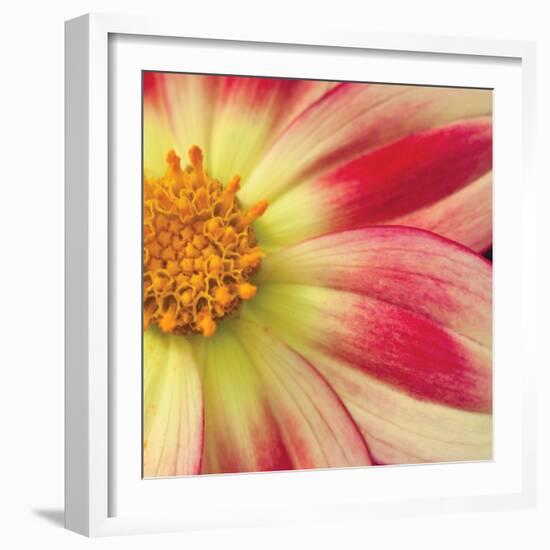 Starburst Square III-Dana Styber-Framed Photographic Print