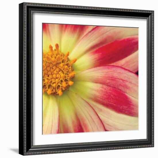 Starburst Square III-Dana Styber-Framed Photographic Print