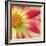 Starburst Square III-Dana Styber-Framed Photographic Print