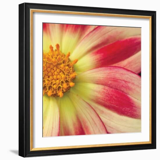 Starburst Square III-Dana Styber-Framed Photographic Print