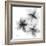 Starburst-Albert Koetsier-Framed Photographic Print