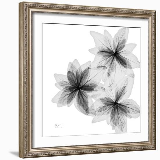 Starburst-Albert Koetsier-Framed Photographic Print