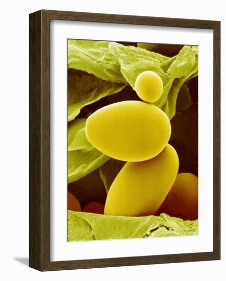 Starch Grains From Potato Cells, SEM-Susumu Nishinaga-Framed Photographic Print