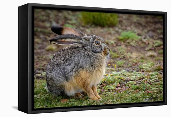 Starck's Hare, Lepus starcki. Bale Mountains National Park. Ethiopia.-Roger De La Harpe-Framed Premier Image Canvas
