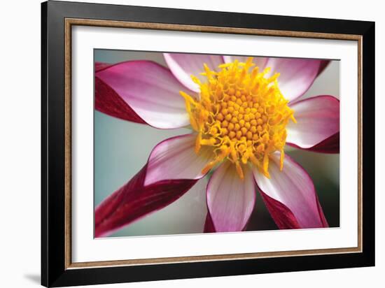 Stardust I-Dana Styber-Framed Photographic Print