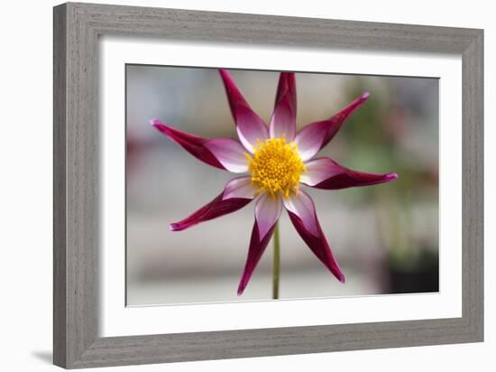 Stardust II-Dana Styber-Framed Photographic Print