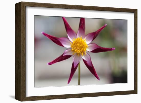 Stardust II-Dana Styber-Framed Photographic Print