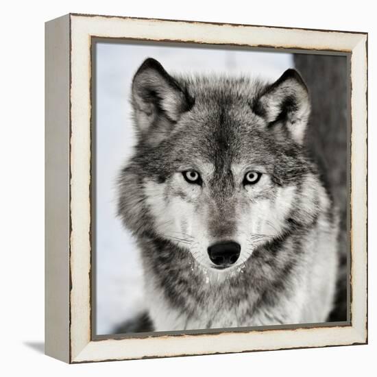 Stare Down-Lisa Dearing-Framed Premier Image Canvas