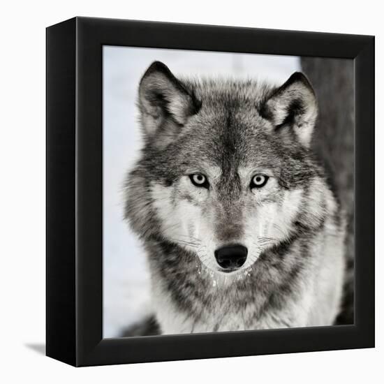 Stare Down-Lisa Dearing-Framed Premier Image Canvas