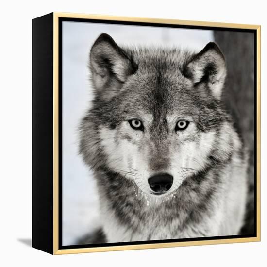 Stare Down-Lisa Dearing-Framed Premier Image Canvas