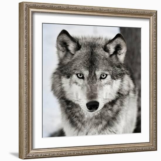 Stare Down-Lisa Dearing-Framed Photographic Print