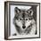 Stare Down-Lisa Dearing-Framed Photographic Print