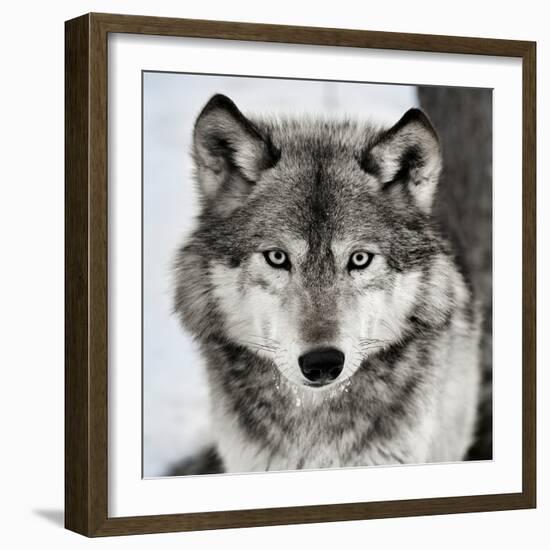 Stare Down-Lisa Dearing-Framed Photographic Print