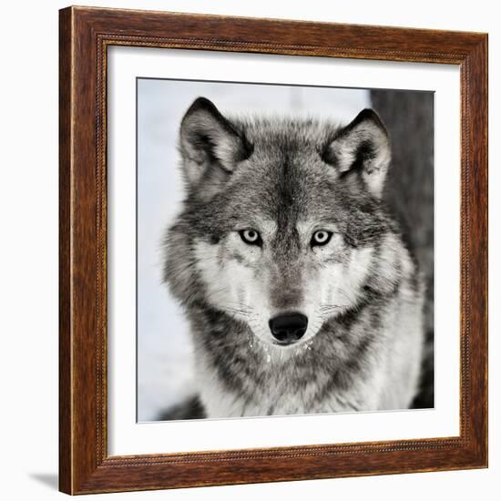 Stare Down-Lisa Dearing-Framed Photographic Print