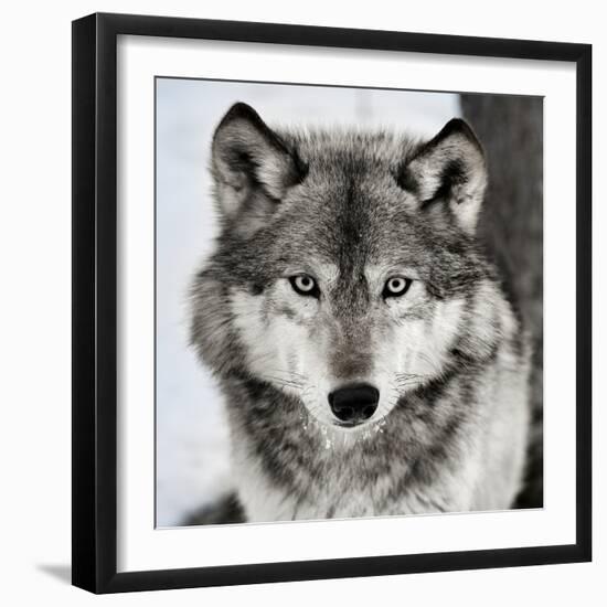 Stare Down-Lisa Dearing-Framed Photographic Print