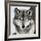 Stare Down-Lisa Dearing-Framed Photographic Print