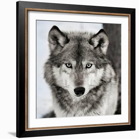 Stare Down-Lisa Dearing-Framed Photographic Print