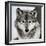 Stare Down-Lisa Dearing-Framed Photographic Print