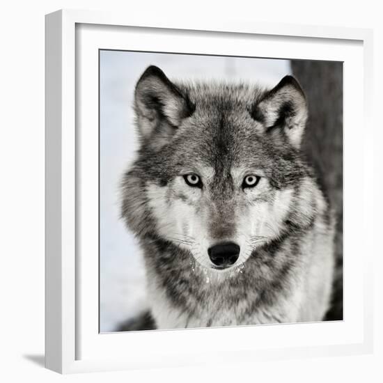 Stare Down-Lisa Dearing-Framed Photographic Print