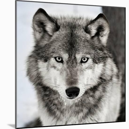 Stare Down-Lisa Dearing-Mounted Photographic Print