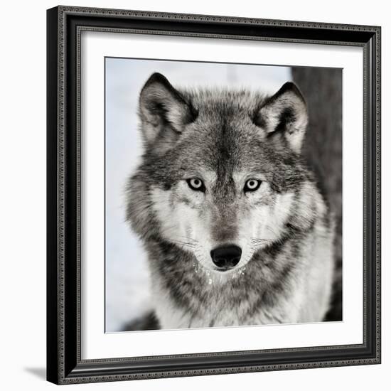 Stare Down-Lisa Dearing-Framed Photographic Print