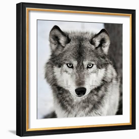 Stare Down-Lisa Dearing-Framed Photographic Print